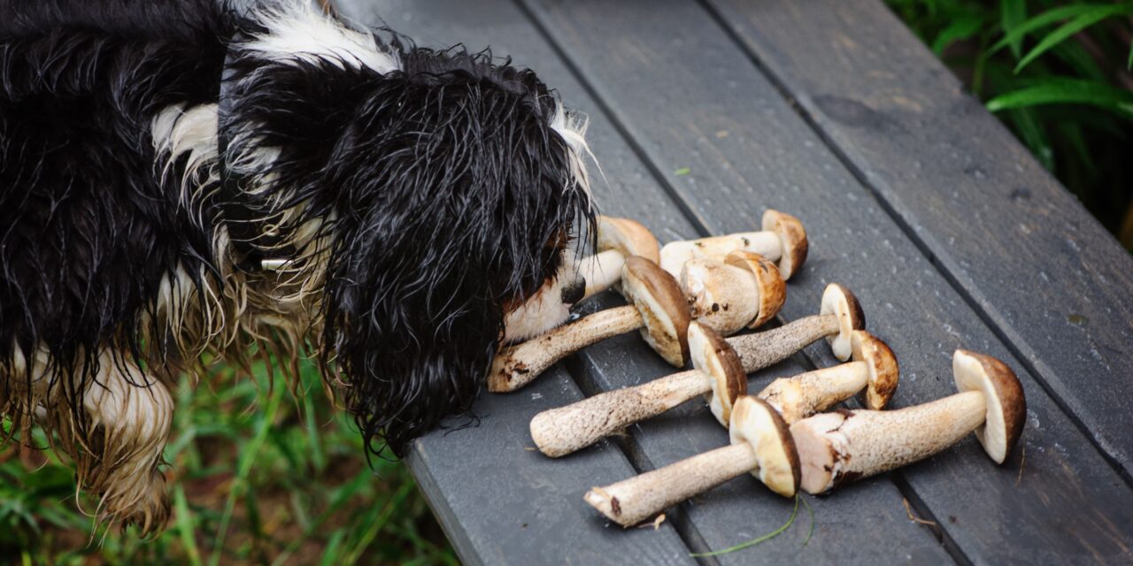 Czy pies może jeść grzyby? Co zrobić gdy pies zjadł grzyby?
