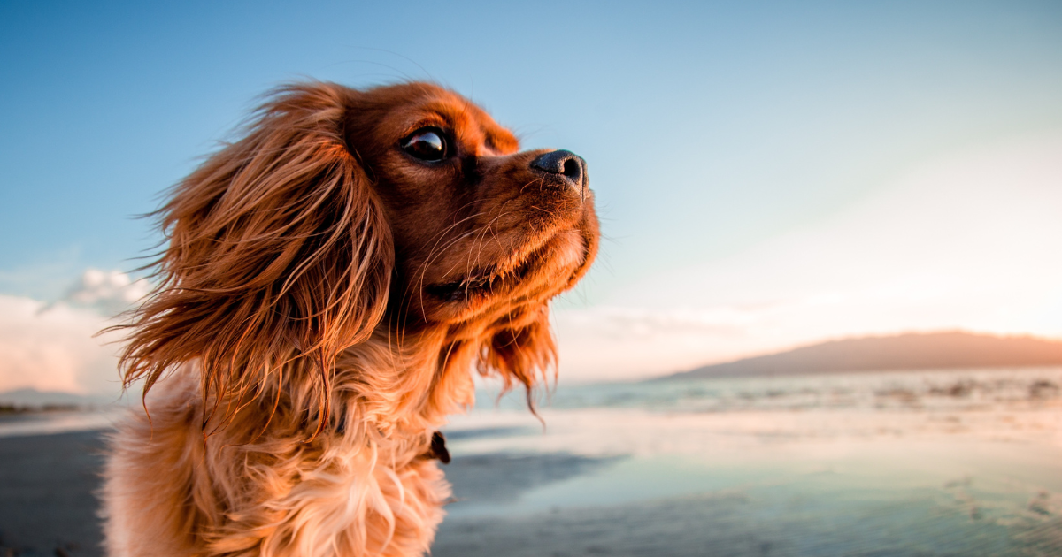 Wakacje z psem nad morzem – wszystko, co musisz wiedzieć!