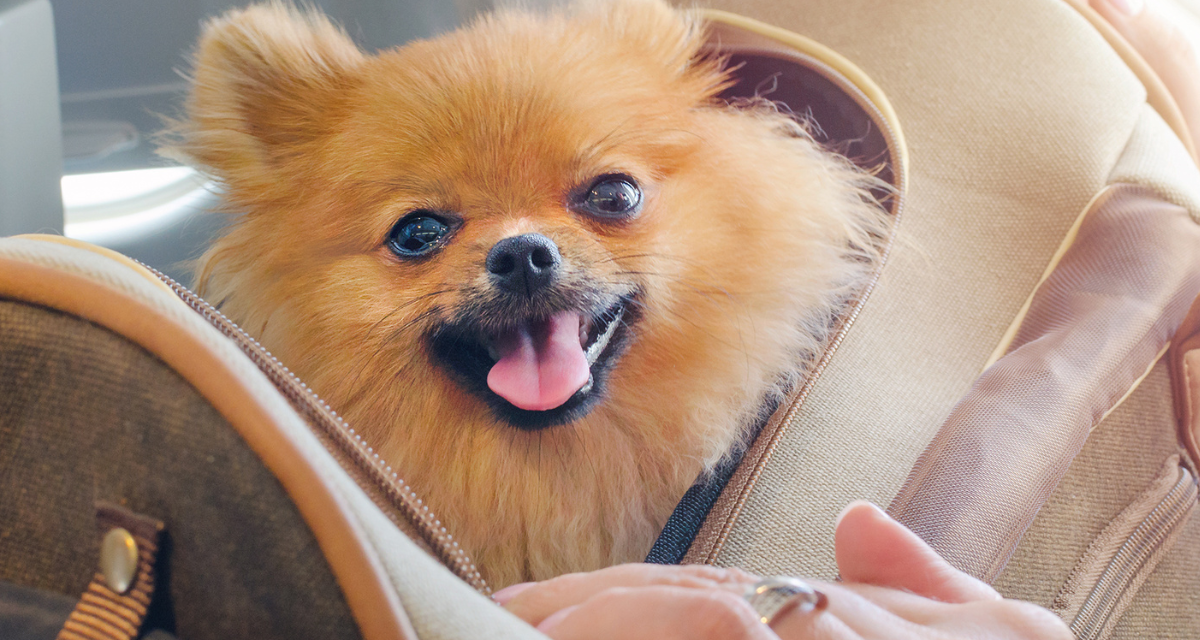 Wyjazd z psem za granicę – nasze 5 propozycji na wakacje z czworonogiem w Europie!