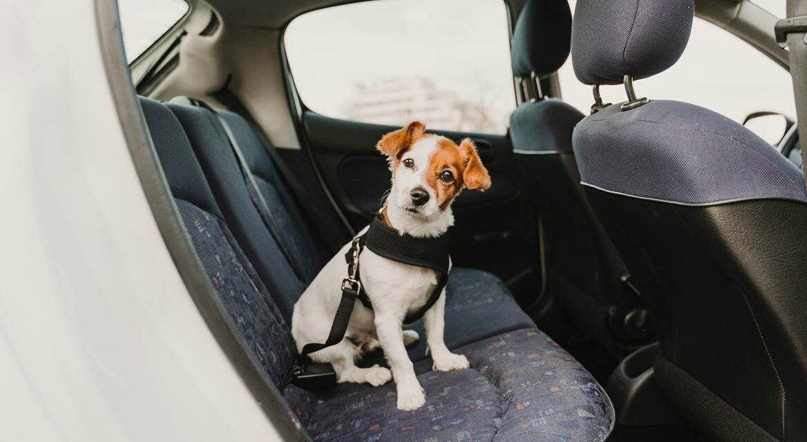 Dlaczego pozostawienie psa w samochodzie jest zabronione? Sprawdź, jak wpływa to na czworonoga