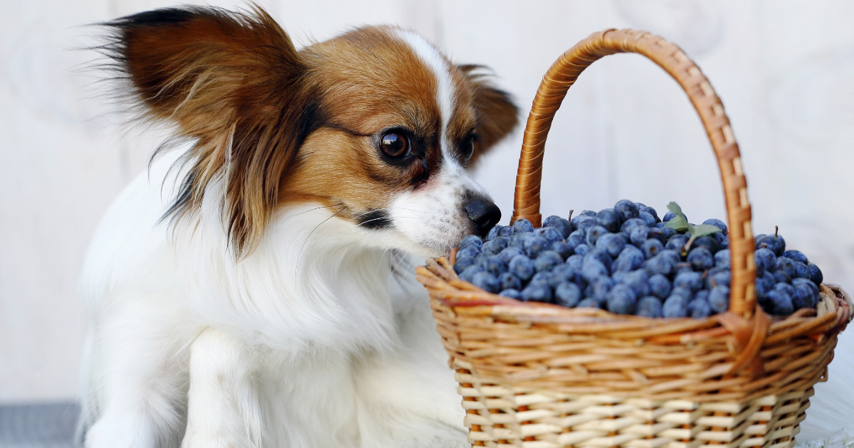 Superfoods dla psa, czyli nieoczywiste składniki karmy dla psów
