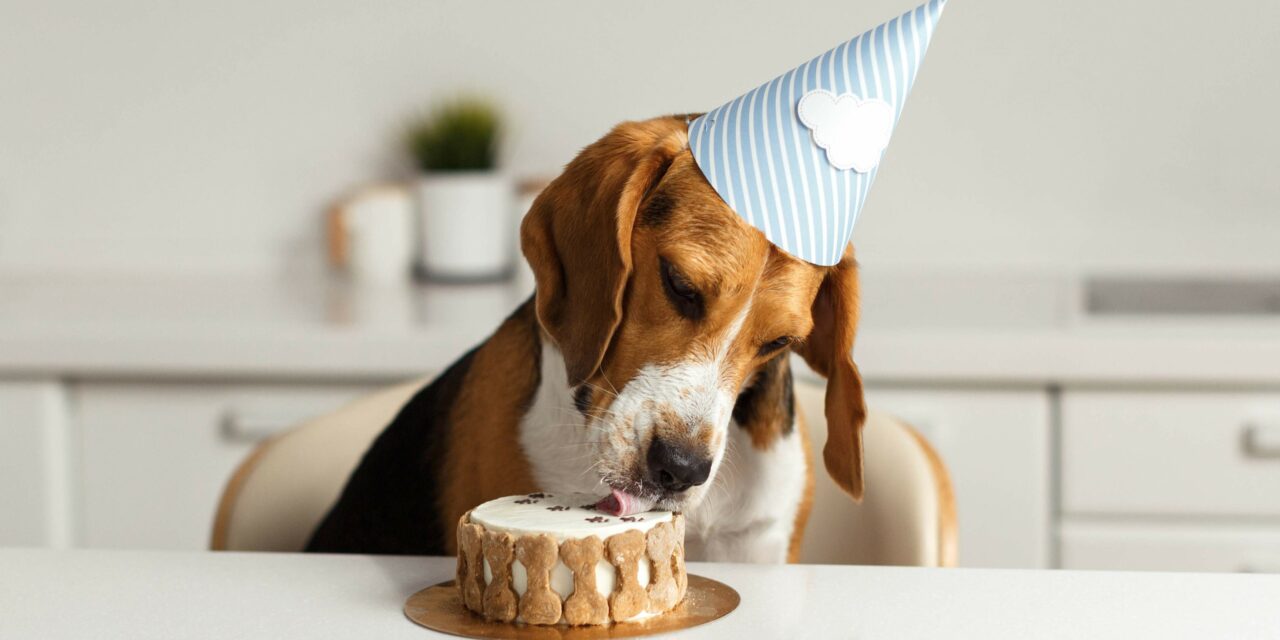 Tort dla psa – 3 przepisy na urodzinowe danie dla psa