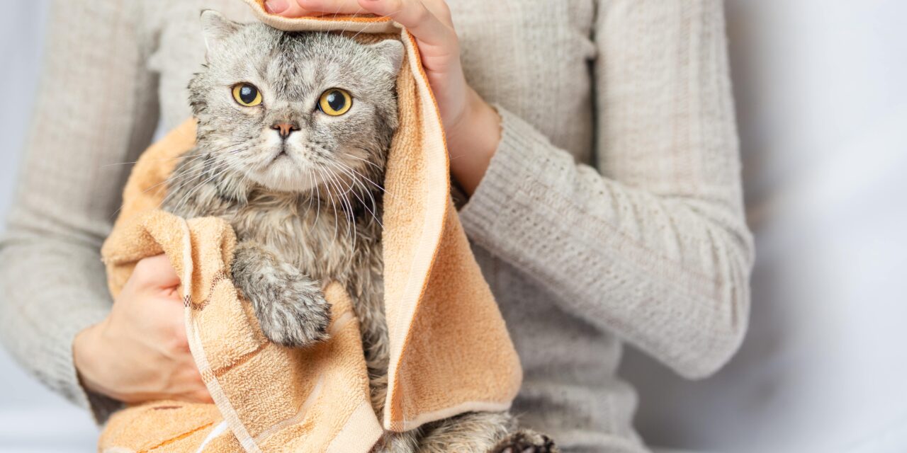 Czy kota można kąpać? Dowiedz się więcej o myciu pupila