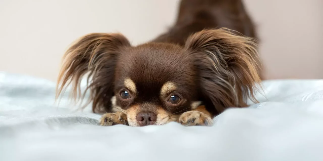 Rasy psów małych – poznaj najmniejsze psy na świecie!