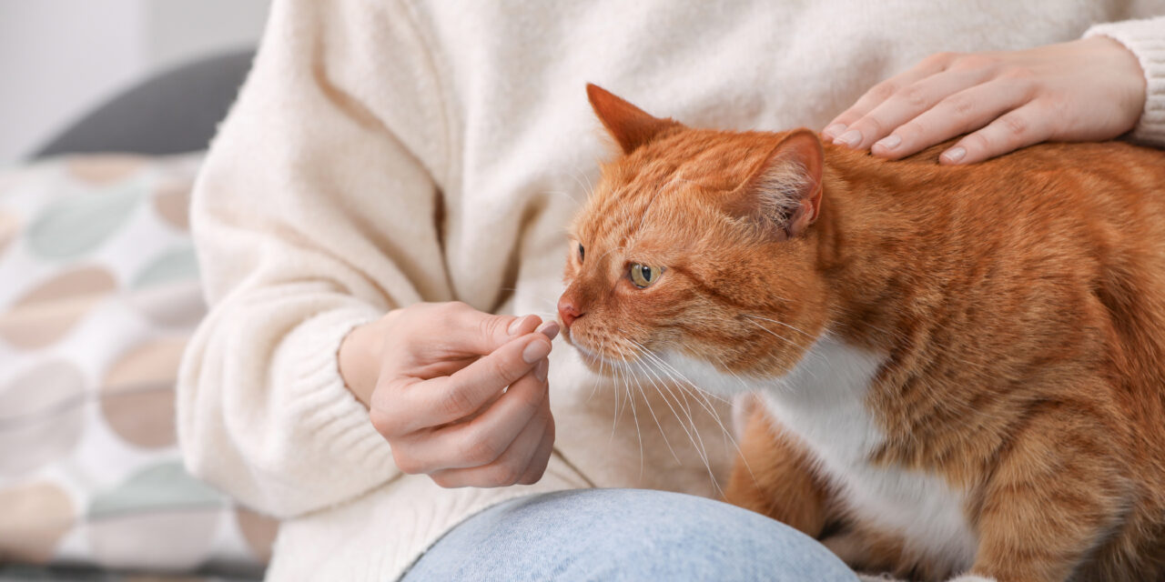 Przeziębienie u kota – jak je rozpoznać i co zrobić?