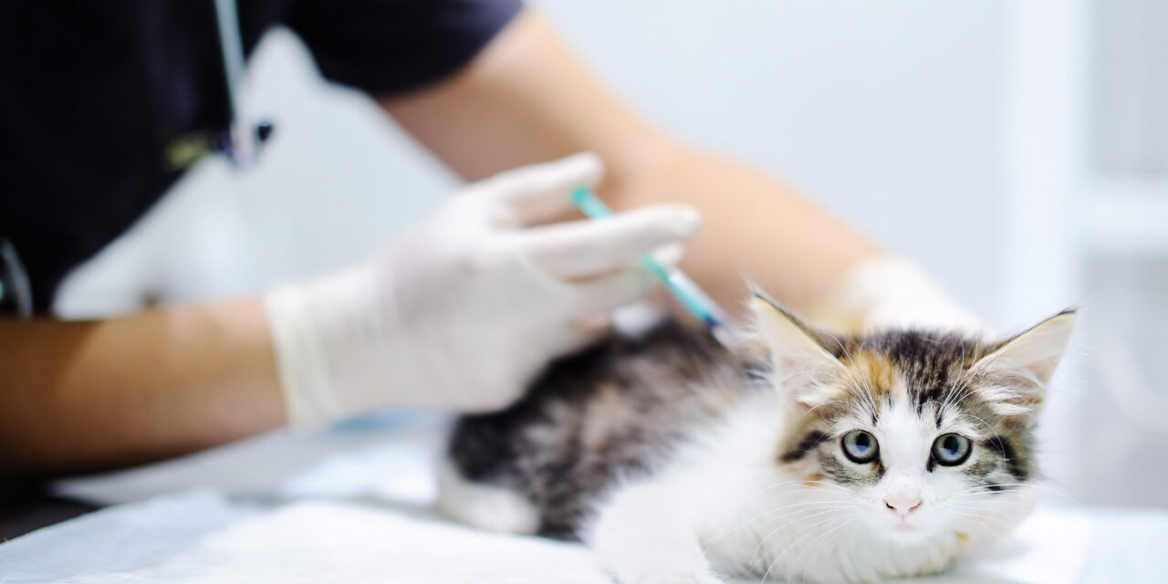 Szczepienie kota – sprawdź kalendarz szczepień swojego kociaka