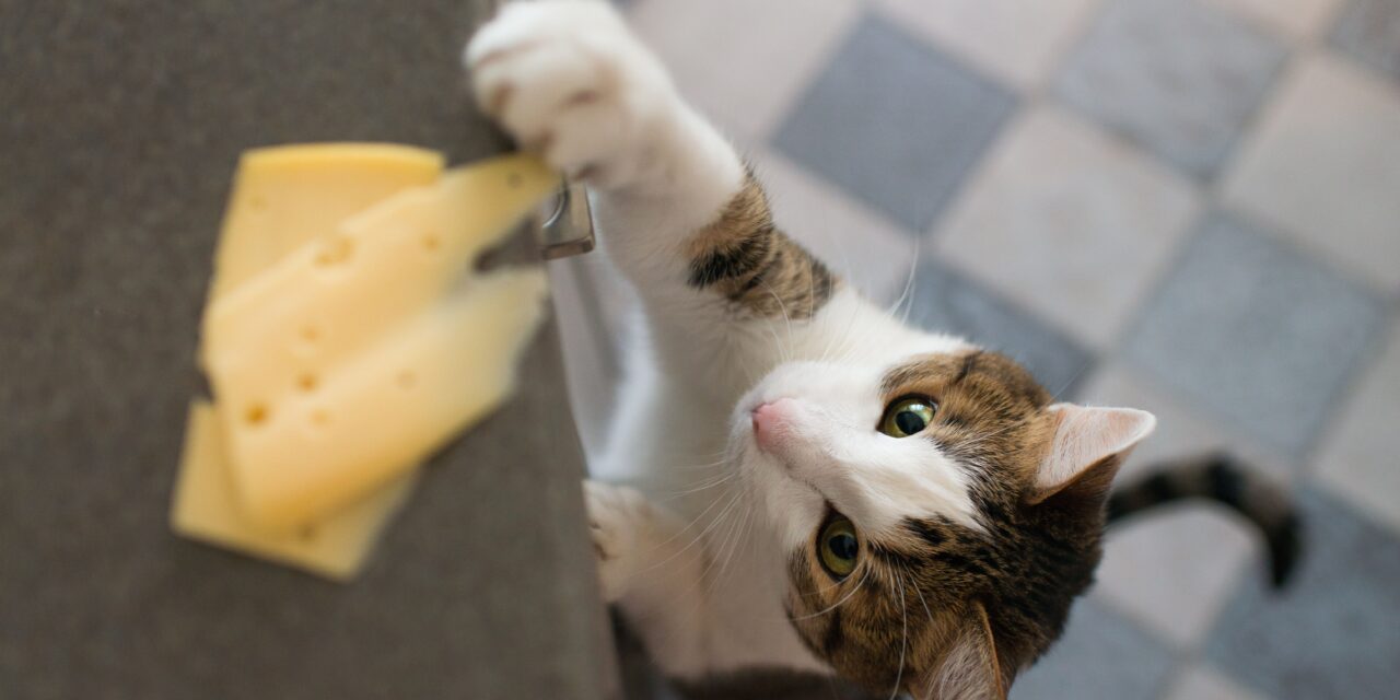 Czy koty mogą jeść ser? Odpowiadamy!
