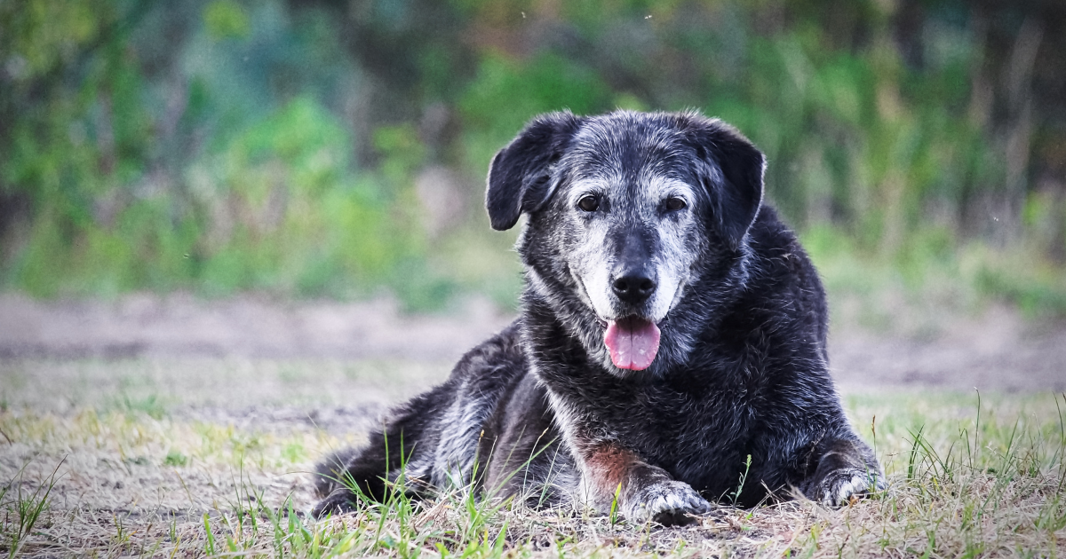 Karma dla starszych psów – jaka karma dla psa seniora?
