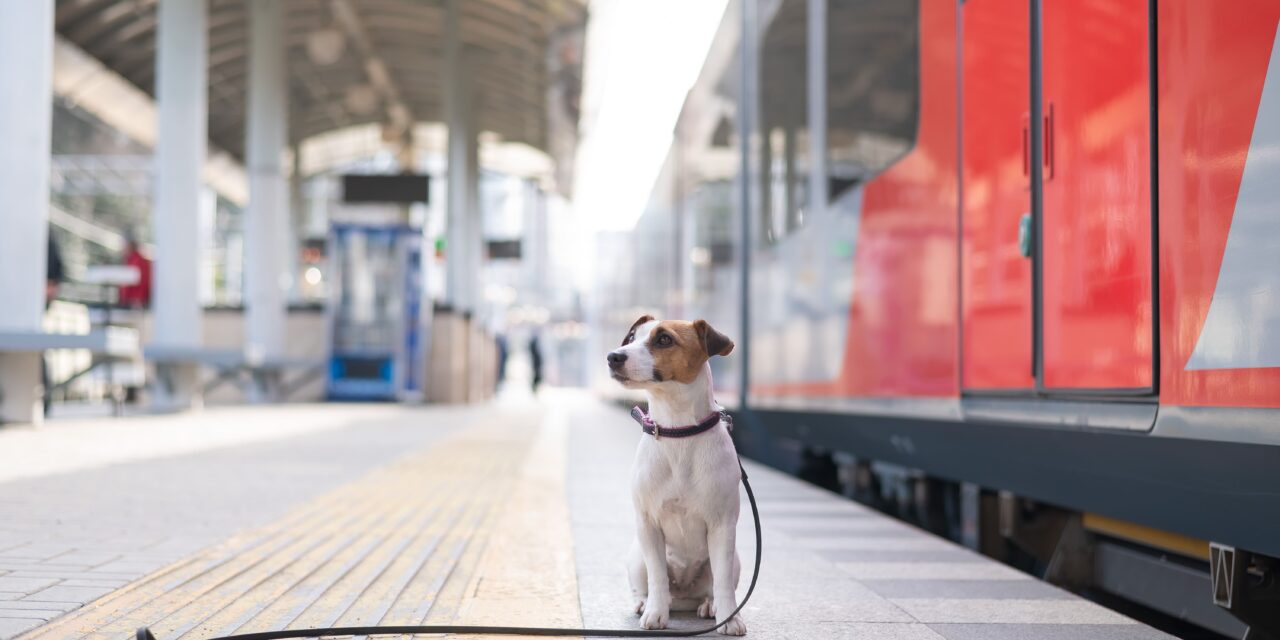 Pies w pociągu – jak zaplanować podróż koleją z pupilem?