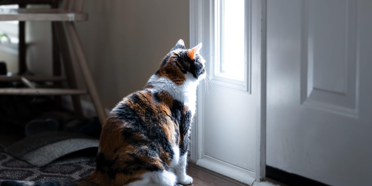 Depresja u kota – jak ją rozpoznać i wyleczyć zwierzaka?