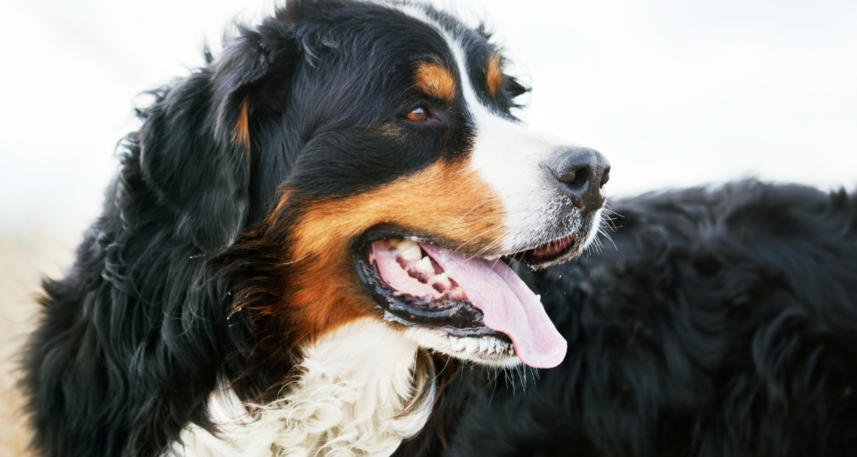 Duży szwajcarski pies pasterski – charakterystyka rasy