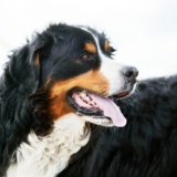 duży szwajcarski pies pasterski - opis rasy