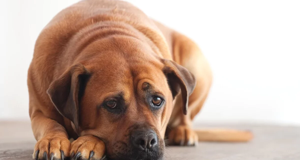 Niestrawność u psa – objawy, przyczyny, leczenie