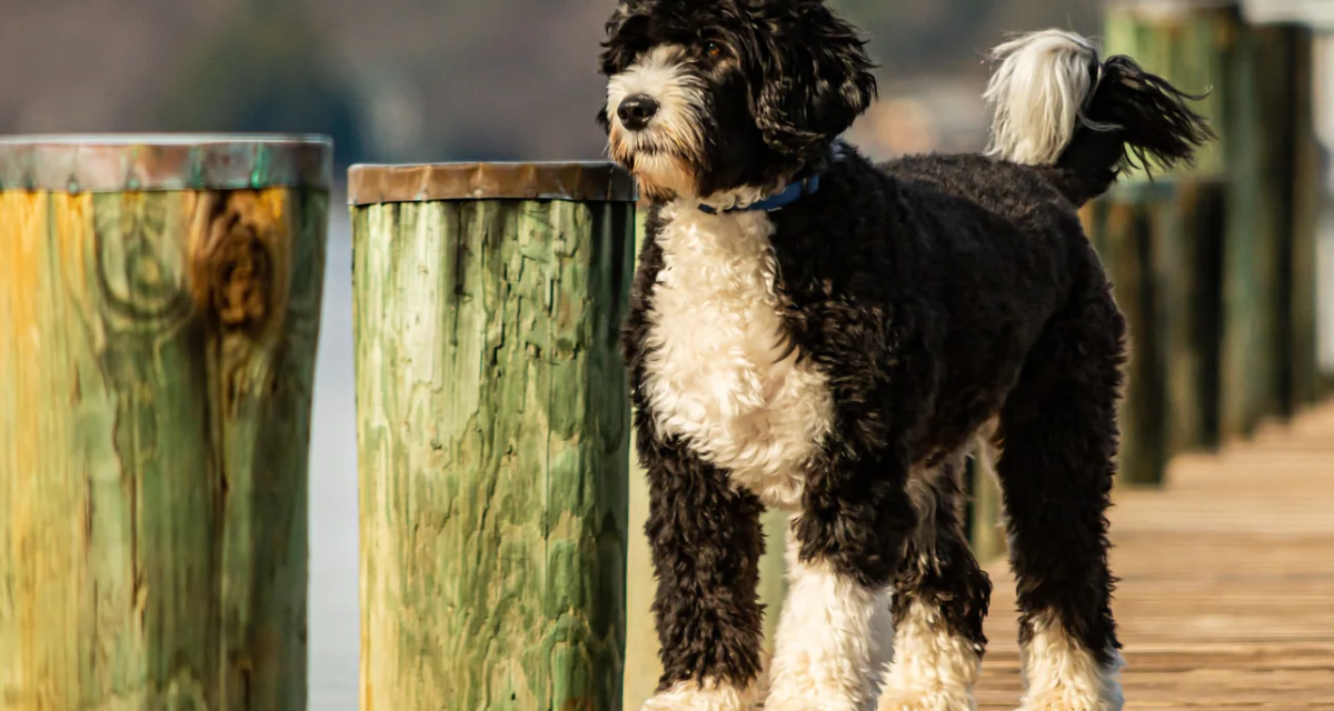 Portugalski pies dowodny – charakterystyka rasy