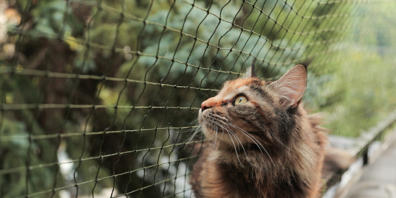 Siatka na balkon dla kota – jak przygotować miejsce dla pupila?