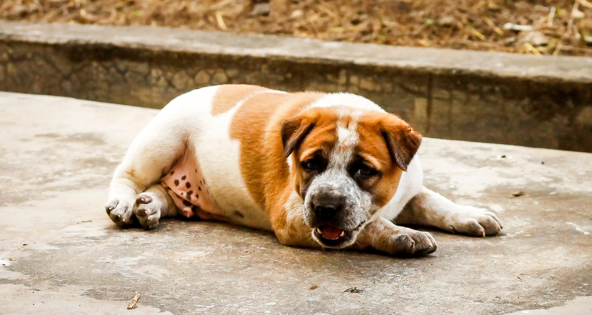 Odchudzanie psa – kiedy jest konieczne i jak przeprowadzić je bezpiecznie