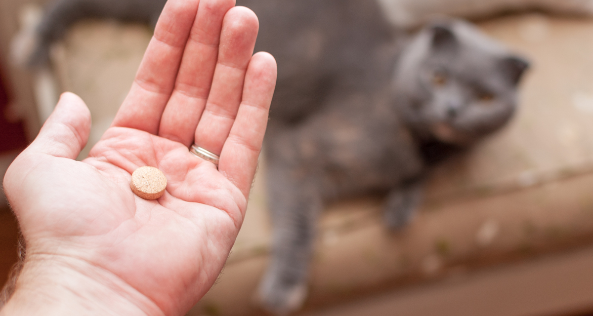 Jak podać kotu tabletkę – skuteczne sposoby