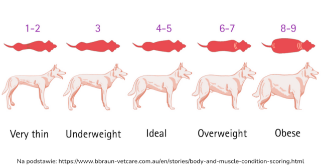 ocena masy ciała psa