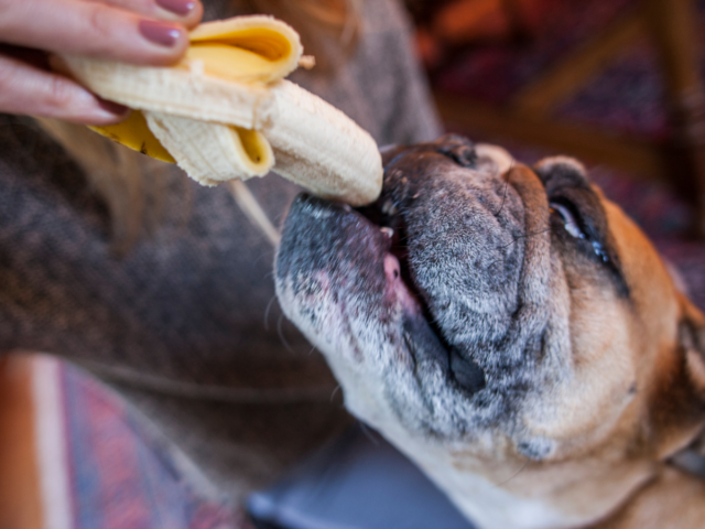 czy pies może jeść banana