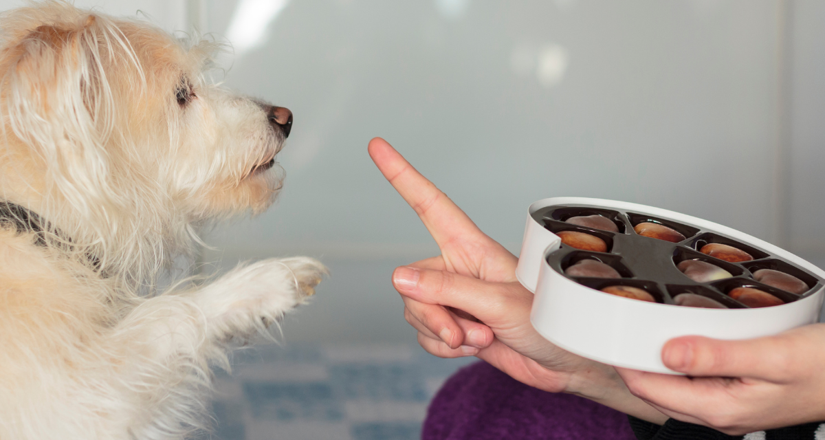 Czekolada dla psa. Czemu pies nie może jeść czekolady?