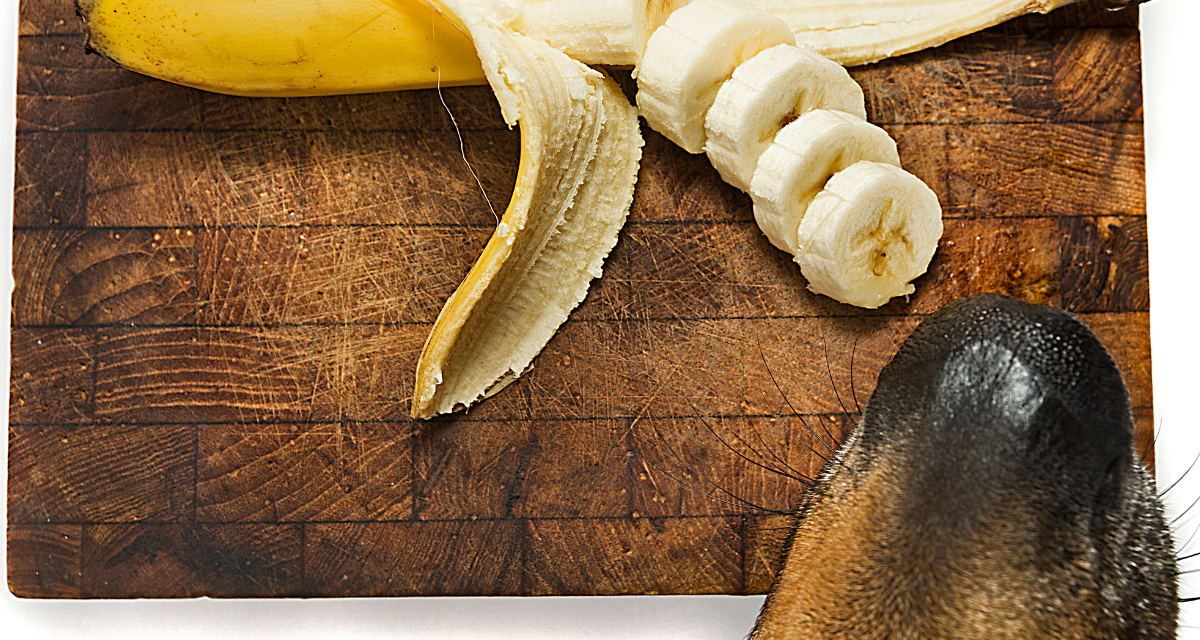 Czy pies może jeść banana? Dowiedz się!