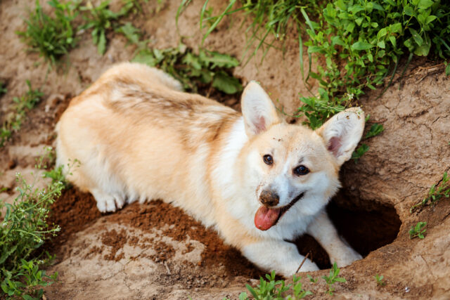pies kopie dziury w ogrodzie