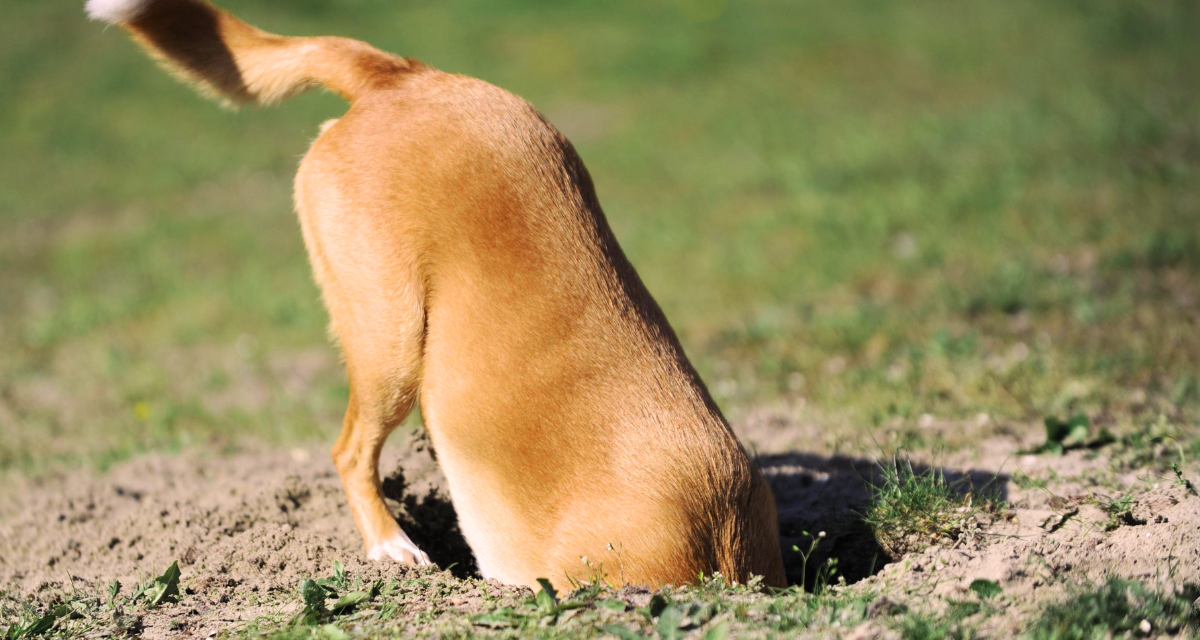 Twój pies kopie dziury w ogrodzie? Poznaj przyczyny i rozwiązania