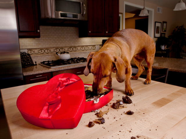 pies zjadł czekoladę