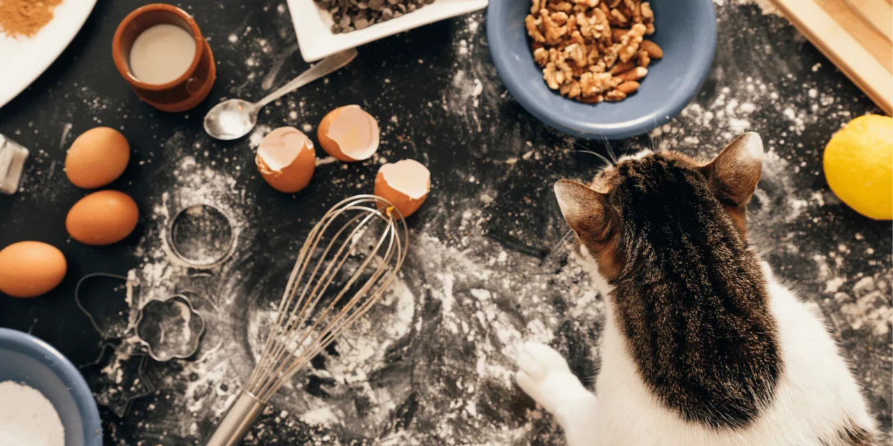 Czego nie mogą jeść koty? Kilka składników Cię zaskoczy!