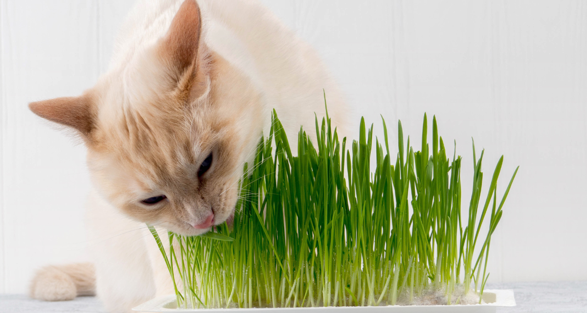 Kocia trawa – dlaczego mruczki ją uwielbiają?