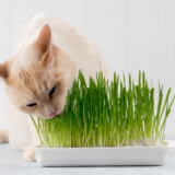trawa dla kota